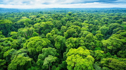 Dense green canopy shot highlighting nature's essential role in carbon capture