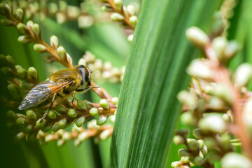 bee on a flower