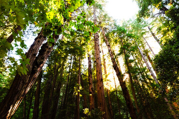 Sunlight bursts through towering redwoods in Muir Woods forest.