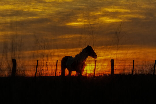 caballo al contraluz en un atardecer con un cielo rojizo y naranja parado junto a una cerca
