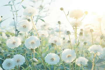 Captivating blooming white flowers tranquil meadow nature soft light close-up serenity