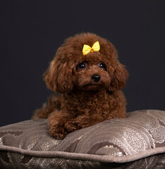 small dog toy poodle, chocolate color