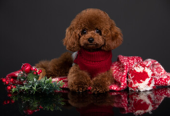 breed, portrait, curly, poodle, furry, funny, cute, young, animal, puppy, brown, pet, toy poodle, friend, small, toy, miniature, companion dog, hand, fluffy, little, adorable, dog, pedigreed, charming