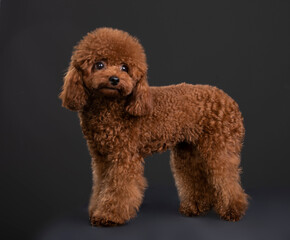 small dog toy poodle, chocolate color