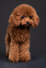 small dog toy poodle, chocolate color