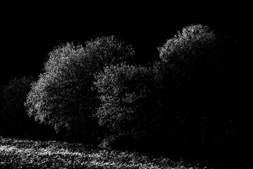 Bäume im Gegenlicht in Tontrennung