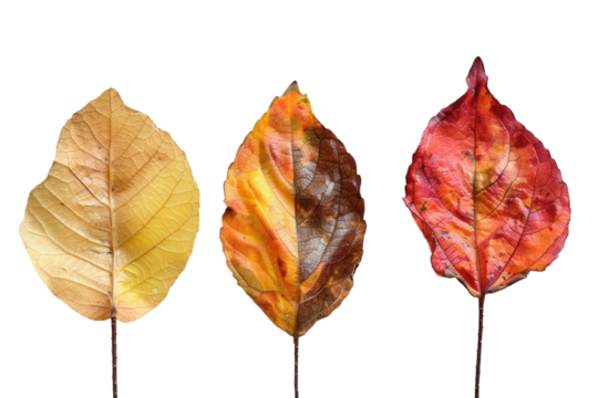 Autumn Foliage Illustration Colorful Fall Leaves Drawing on White or Transparent Background