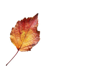 Autumn Leaf Doodle Icon Fall Illustration on White or Transparent Background