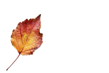 Autumn Leaf Doodle Icon Fall Illustration on White or Transparent Background