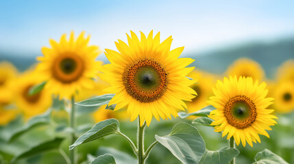 Fototapeta premium Bright sunflowers bloom in a summer field under a clear blue sky