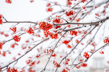 Rowan berries dusted with snow on a branch in winter