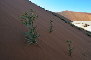 Blühende Namib Lilie (Hexacyrtis dickiana) im Dünensand beim Dead Vlei in der Namib