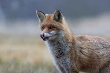 Close-up of a fox licking itself