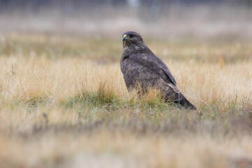 Buzzard in the grass in warm colors