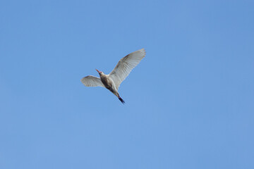 A great white heron sits on a tree branch on the river - a large wetland bird of the heron family.