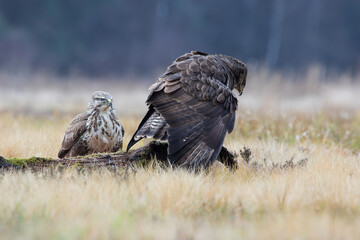 A ruffled buzzard defends its prey