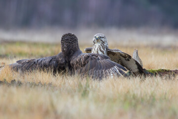Two buzzards with spread wings