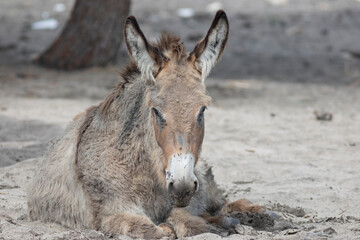 A donkey with a brown face and brown ears