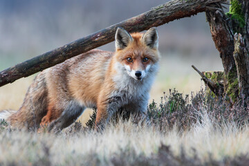 A fox next to a broken branch, looking warily