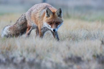 A fox lurking in the meadow