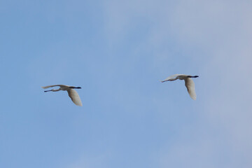 A flock of flamingos flying in a line - Platalea leucorodia