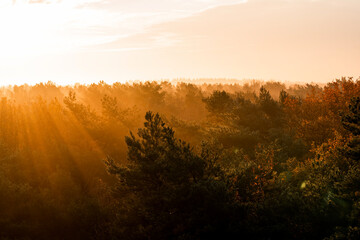 Fototapeta premium sunrise in the forest orange sunset pretty