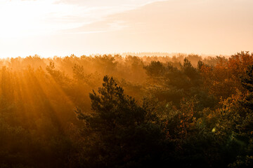 Fototapeta premium pretty morning over the forest canopy orange light nature trees