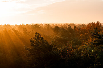 pretty morning over the forest canopy orange light nature trees
