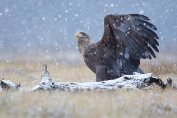 A white-tailed eagle with spread wings during heavy snowfall