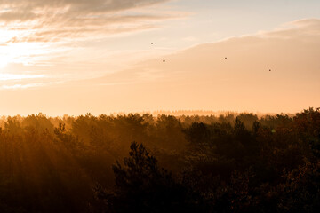pretty morning over the forest canopy orange light nature trees