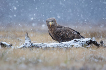 A huge bird of prey in a winter meadow
