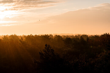 Fototapeta premium pretty morning over the forest canopy orange light nature trees