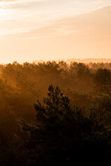 pretty morning over the forest canopy orange light nature trees
