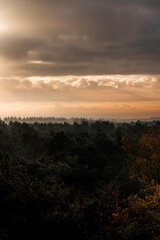 pretty morning over the forest canopy orange light nature trees