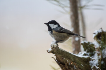 A coal tit sitting on a branch