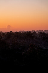 pretty morning over the forest canopy orange light nature trees