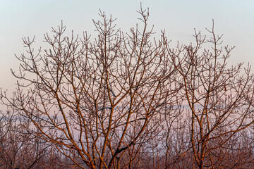 pretty morning over the forest canopy orange light nature trees
