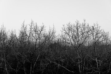 Obraz premium pretty morning over the forest canopy orange light nature trees
