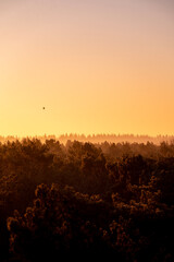 pretty morning over the forest canopy orange light nature trees