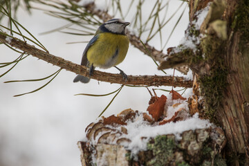 Blue Tit on a pine branch