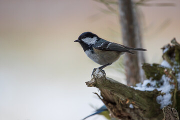 Pine tit on a branch