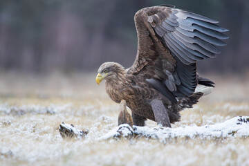 A white-tailed eagle with spread wings in winter scenery