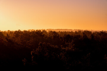 pretty morning over the forest canopy orange light nature trees