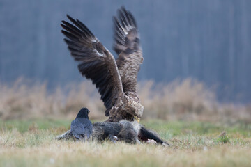 An eagle tearing apart a wild boar