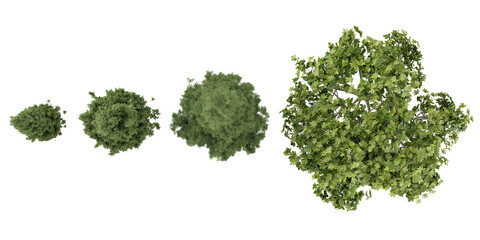 Obraz premium Collection of carica,sempervirens trees on transparent background from the top view