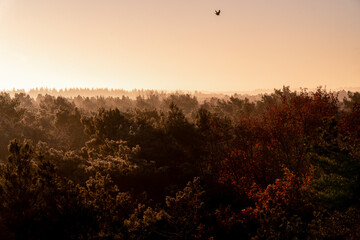 pretty morning over the forest canopy orange light nature trees