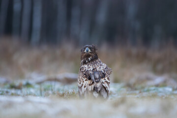 A white-tailed eagle looking back in a meadow