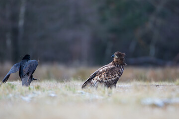 A whitr-tailed eagle looking at a flying raven