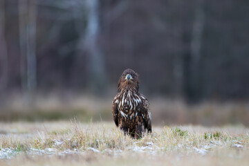 A young white-tailed eagle sitting on a winter meadow