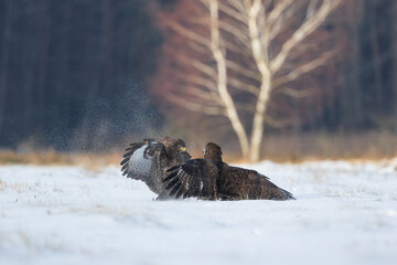 Fighting buzzards in a winter scenery